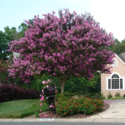 Muskogee Crape Myrtle Tree 13 Muskogee Crape Myrtle Tree -Deals Blossom Vines Store Muskogee Crape Myrtle single trunk