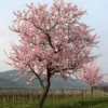 NE Plus Almond Tree 2 NE Plus Almond Tree -Deals Blossom Vines Store NE Plus Almond Tree 220