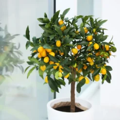 Nagami Kumquat Tree -Deals Blossom Vines Store Nagami Kumquat 2 BB