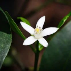 Nagami Kumquat Tree -Deals Blossom Vines Store Nagami Kumquat 4 BB