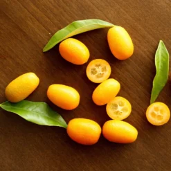 Nagami Kumquat Tree -Deals Blossom Vines Store Nagami Kumquat 5 BB