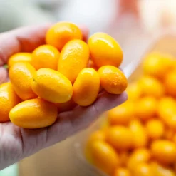 Nagami Kumquat Tree -Deals Blossom Vines Store Nagami Kumquat 8 BB