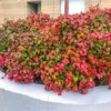 Fire Power Nandina Shrub -Deals Blossom Vines Store Nandina Firepower BB 600x600 6f6f8fa5 758a 4f61 ac80 05de73feb7da