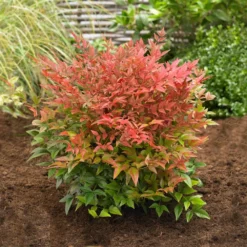 Obsession™ Nandina Shrub -Deals Blossom Vines Store Nandina Obsession 2