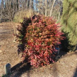 Obsession™ Nandina Shrub -Deals Blossom Vines Store Nandina Obsession 3