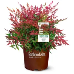 Obsession™ Nandina Shrub -Deals Blossom Vines Store Nandina Obsession 4
