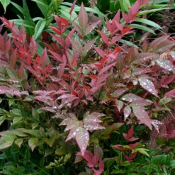 Obsession™ Nandina Shrub -Deals Blossom Vines Store Nandina Obsession 5 BB