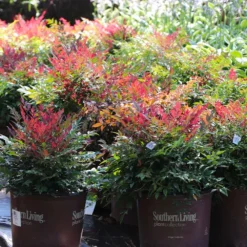 Obsession™ Nandina Shrub -Deals Blossom Vines Store Nandina Obsession 7 BB