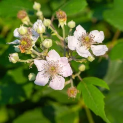 Navaho Blackberry 9 Navaho Blackberry -Deals Blossom Vines Store Navaho Blackberry 1