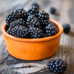 Navaho Blackberry 10 Navaho Blackberry -Deals Blossom Vines Store Navaho Blackberry 4 BB