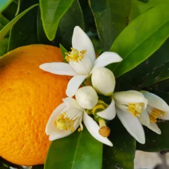 Navel Orange Tree -Deals Blossom Vines Store Navel Orange 4 36435461 108a 477f 9cef 2c3597d440b3