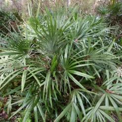 Needle Palm Tree 7 Needle Palm Tree -Deals Blossom Vines Store Needle Palm 3
