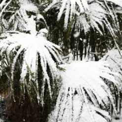 Needle Palm Tree 9 Needle Palm Tree -Deals Blossom Vines Store Needle Palm 5 BB