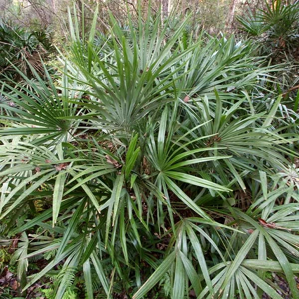 Needle Palm Tree 3 Needle Palm Tree