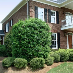 Nellie Stevens Holly Tree 12 Nellie Stevens Holly Tree -Deals Blossom Vines Store Nellie Stevens Holly 4 BB cdfcd011 03cc 46f6 b5b8 a67c7f3eb3ea