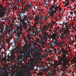 Newport Plum Tree -Deals Blossom Vines Store Newport Flowering Plum 2