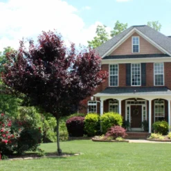 Newport Plum Tree -Deals Blossom Vines Store Newport Flowering Plum 6 BB