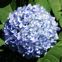 Nikko Blue Hydrangea Shrub -Deals Blossom Vines Store Nikko Blue Hydrangea 2 BB