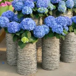 Nikko Blue Hydrangea Shrub -Deals Blossom Vines Store Nikko Blue Hydrangea 3 BB