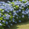 Nikko Blue Hydrangea Shrub -Deals Blossom Vines Store Nikko Blue Hydrangea BB 600x600 8302e6a7 cdff 4202 b1f8 31845f77d207