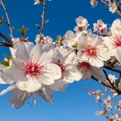Nonpareil Almond Tree -Deals Blossom Vines Store Nonpareil Almonds 2