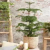 Norfolk Island Pine Tree -Deals Blossom Vines Store Norfolk Island Pine 3