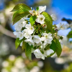 Dwarf North Star Cherry Tree -Deals Blossom Vines Store North Star Cherry 6207a7e2 b729 4baa a5fd b887b4efbef5