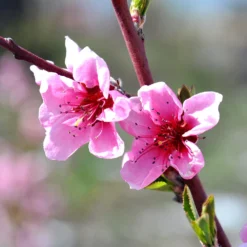 Indian Free White Peach Tree -Deals Blossom Vines Store OHenry Peach 1 564ad7e7 91d1 44f9 8d7a 7b5ef8d99b59