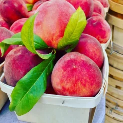 O'Henry Peach Tree -Deals Blossom Vines Store OHenry Peach 3