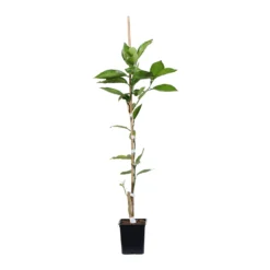 Valencia Orange Tree -Deals Blossom Vines Store ORG VOG 12 1QT scaled