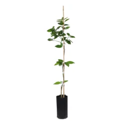 Valencia Orange Tree -Deals Blossom Vines Store ORG VOG 23 C scaled