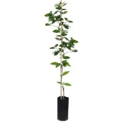 Valencia Orange Tree -Deals Blossom Vines Store ORG VOG 34 C scaled