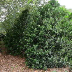 Oak Leaf™ Holly Tree -Deals Blossom Vines Store Oak Leaf Holly 5 BB