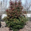 Oak Leaf™ Holly Tree -Deals Blossom Vines Store Oak Leaf Holly BB 600x600 510c255d 030f 4121 9386 54aa540801ee
