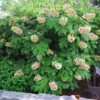Oakleaf Hydrangea Shrub 1 Oakleaf Hydrangea Shrub -Deals Blossom Vines Store Oakleaf Hydrangea BB 600x600 9a64549d 35ae 40a4 852a eff1349356c7