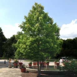 October Glory Maple Tree -Deals Blossom Vines Store October Glory Maple 1 BB