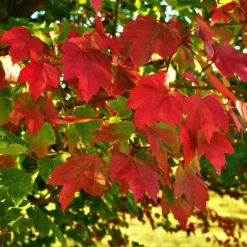October Glory Maple Tree -Deals Blossom Vines Store October Glory Maple 2 FGT