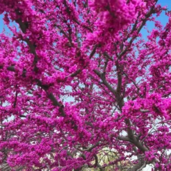 Oklahoma Redbud Tree -Deals Blossom Vines Store Oklahoma Redbud 3