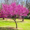 Oklahoma Redbud Tree 1 Oklahoma Redbud Tree -Deals Blossom Vines Store Oklahoma Redbud BB 600x600 d181d86d 4eff 47aa b74d 97b285df32d7
