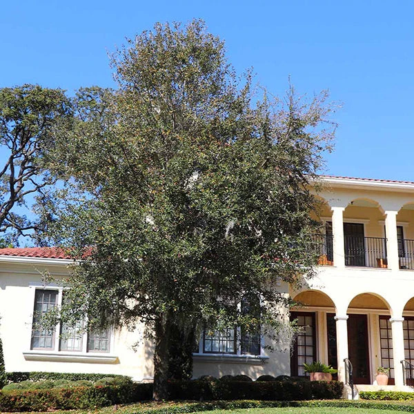 Oliana Olive Tree 3 Oliana Olive Tree