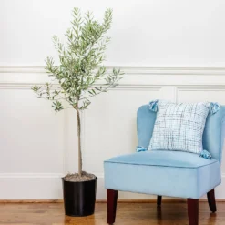 Oliana Olive Tree 7 Oliana Olive Tree -Deals Blossom Vines Store Oliana olive 1 ef2606b8 f443 41e0 a064 063d8695b3d9