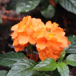 Orange Marmalade Crossandra -Deals Blossom Vines Store Orange Marrmelade Crossandra 1 BB
