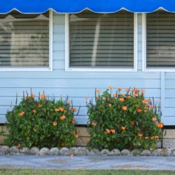 Orange Marmalade Crossandra -Deals Blossom Vines Store Orange Marrmelade Crossandra 4