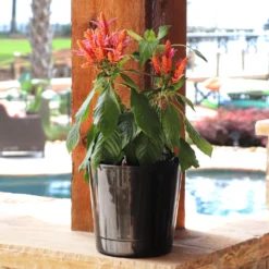 Orange Shrimp Plant 8 Orange Shrimp Plant -Deals Blossom Vines Store Orange Shrim plant 3