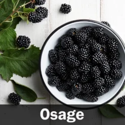 3-in-1 Blackberry Bush 13 3-in-1 Blackberry Bush -Deals Blossom Vines Store Osage Blackberry