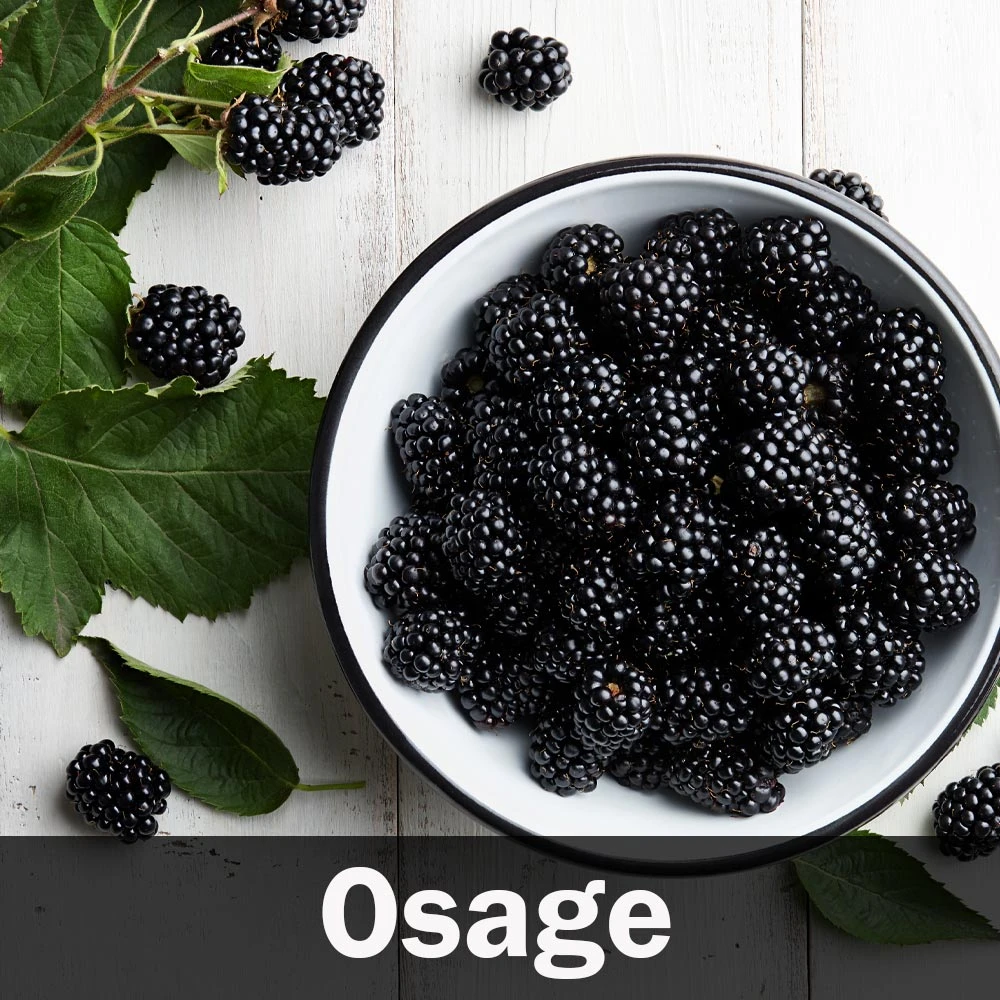 3-in-1 Blackberry Bush 8 3-in-1 Blackberry Bush - Image 6