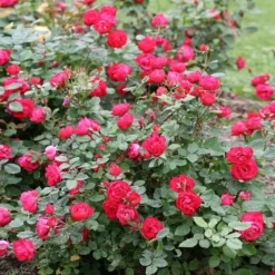 Oso Easy'® Double Red Rose -Deals Blossom Vines Store Oso Double Red Rose 1