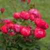 Oso Easy'® Double Red Rose 2 Oso Easy'® Double Red Rose -Deals Blossom Vines Store Oso Double Red Rose 2 600x600 7f76dc3f 2cb8 47e7 aac3 164303c95193