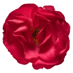 Oso Easy'® Double Red Rose -Deals Blossom Vines Store Oso Double Red Rose 3