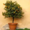 Owari Satsuma Tree -Deals Blossom Vines Store Owari Satsuma Mandarin BB 600x600 ab81f485 4297 485d bd67 69f5b8f5b009